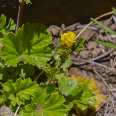 Geum capense