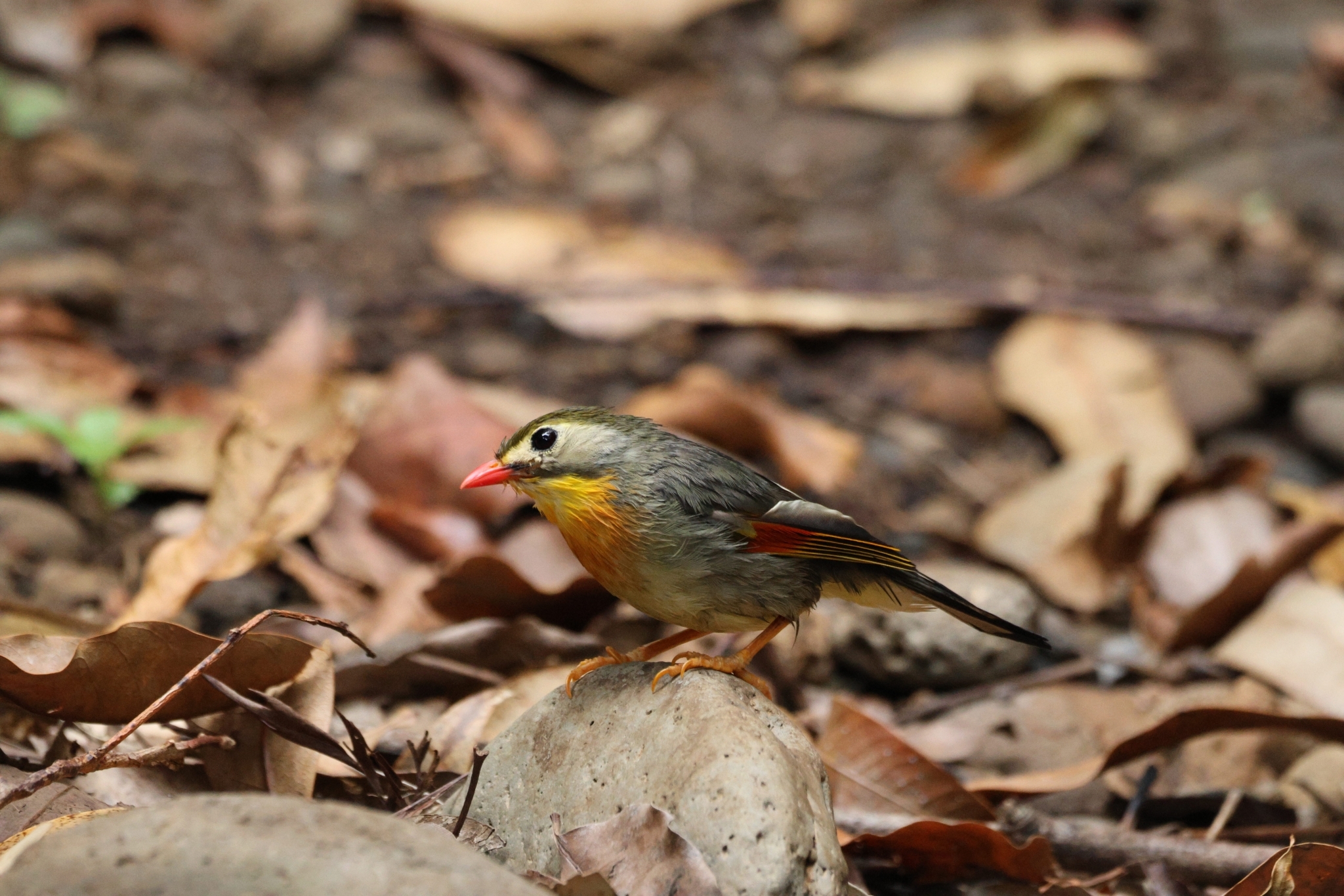 Red-billed Leiothrix