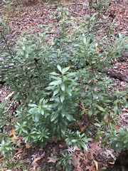 Myricaceae
