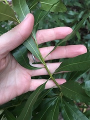 Myricaceae
