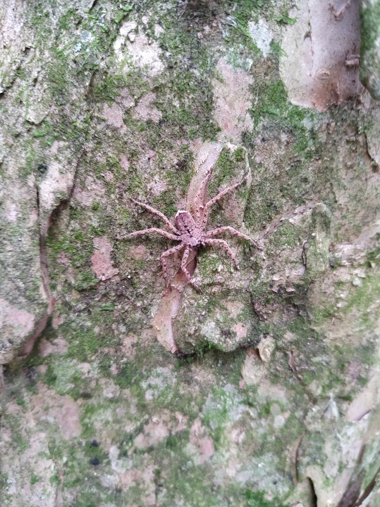 Selenops rapax