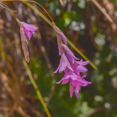 Dierama robustum
