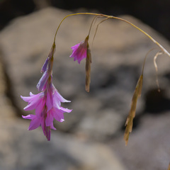 Dierama robustum