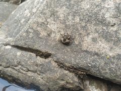 Pseudopaludicola falcipes