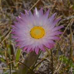Helichrysum ecklonis