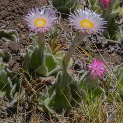 Helichrysum ecklonis