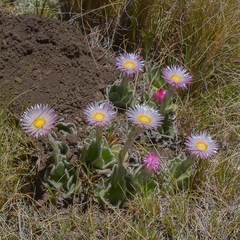 Helichrysum ecklonis