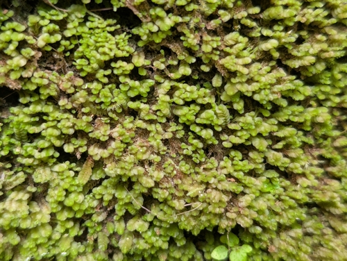 Solenostoma exsertum, 2025-09-07