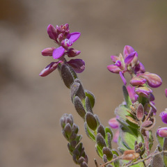 Polygala rhinostigma