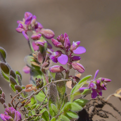 Polygala rhinostigma