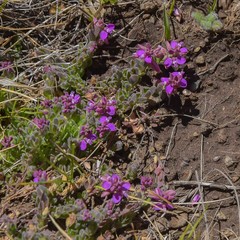 Polygala rhinostigma