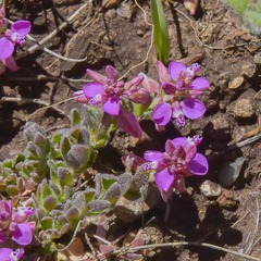 Polygala rhinostigma