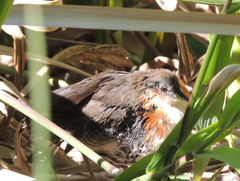 Laterallus melanophaius