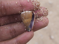 Conus biliosus parvulus