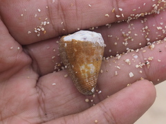 Conus biliosus parvulus