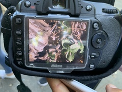 Diploglossidae