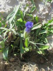 Gentianopsis detonsa
