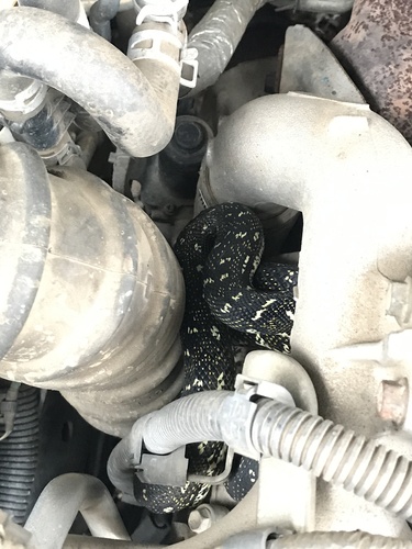 Diamond Python sighting