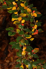 Cotoneaster simonsii