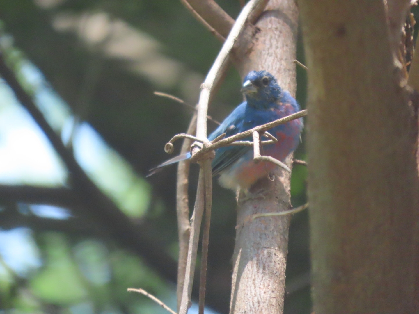 Rose-bellied Bunting (Passerina rositae), photo 6