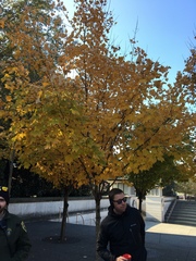 Acer saccharum