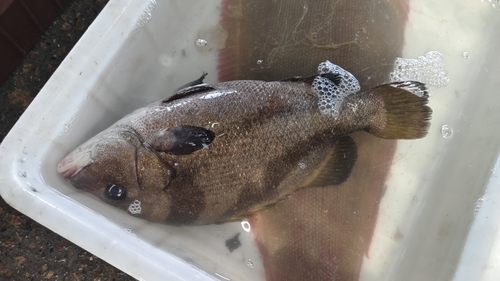 Hapalogenys nigripinnis, 2025-09-07