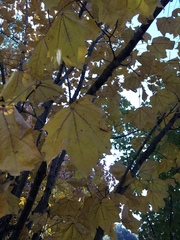 Acer saccharum