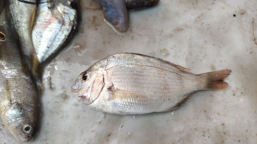 Cardinal seabream (Evynnis cardinalis) — Sparidae — 2