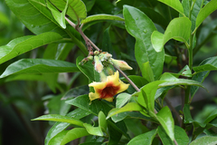 Mandevilla hirsuta