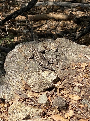 iNaturalist observation photo of Western Fence Lizard