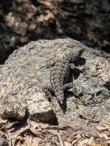 iNaturalist observation photo of Western Fence Lizard