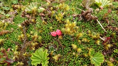 Disterigma empetrifolium