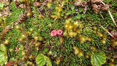 Disterigma empetrifolium