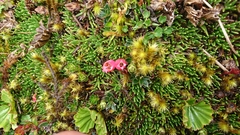 Disterigma empetrifolium