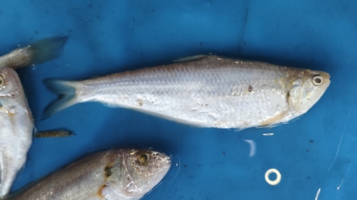 Common hairfin anchovy (Setipinna tenuifilis) — Engraulidae — 2