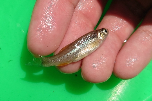 Taiwan minnow (Pararasbora moltrechti) — Cyprinidae — 2