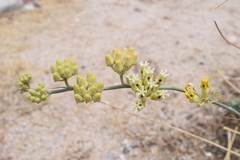 Asclepias subulata