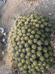 Ferocactus robustus