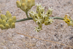 Asclepias subulata