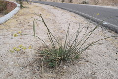 Asclepias subulata