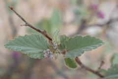 Melochia tomentosa
