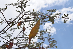 Lysiloma candidum