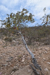 Lysiloma candidum