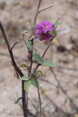 Melochia tomentosa