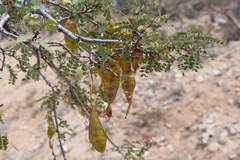 Lysiloma candidum