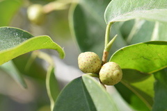 Ficus
