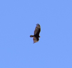 Cathartes aura