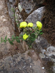 Calceolaria