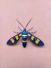 Euchromia horsfieldi