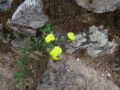 Calceolaria